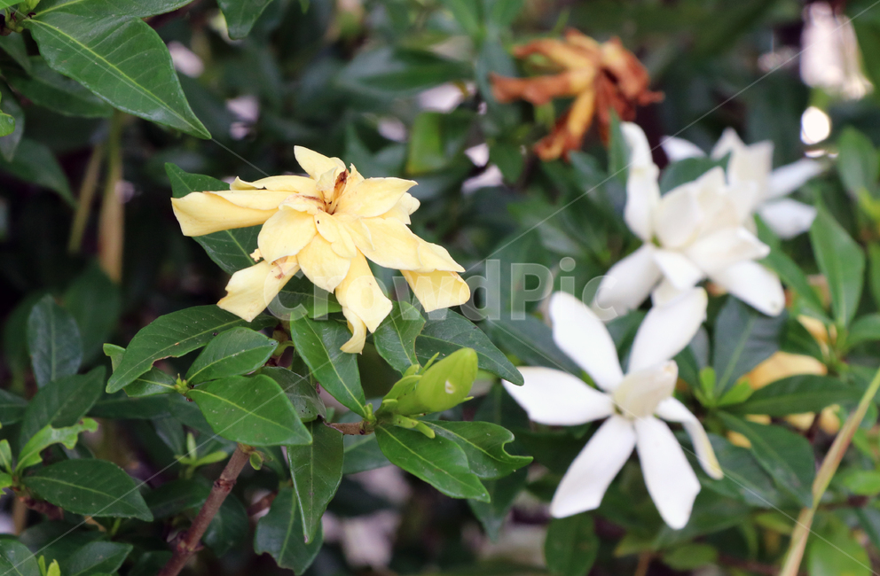자연,blossom,꽃,flower,plant,식물,지는꽃,시든꽃,노란꽃,하얀꽃,whiteflower,yellowflower,witheredflowers,식물,자연,plants,nature