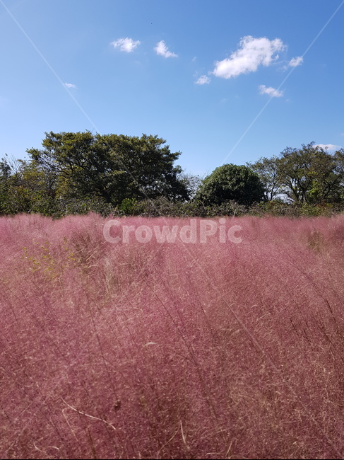핑크뮬리,꽃,제주도,하늘,풍경,구름,가을,계절,fall,autumn,season,grassland,목초지,field,들,outdoors,옥외,nature,자연,savanna,대초원