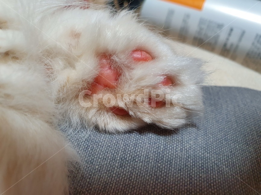 고양이,고양이발바닥,발바닥,핑크젤리,고양이핑크젤리