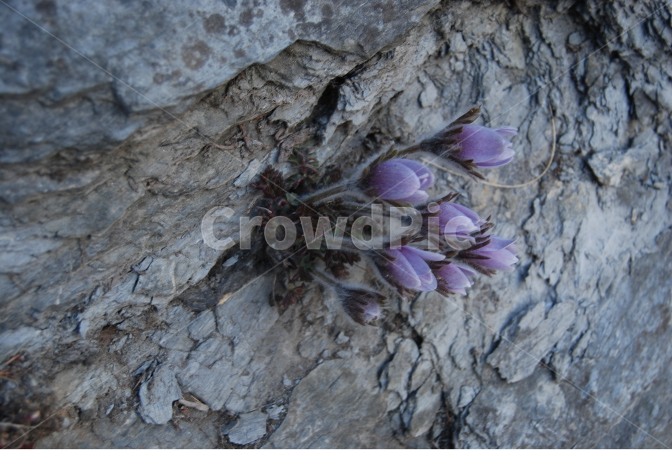 동강,휴양지,자연,돌,공원,봄,계절,spring,season,식물,자연,plants,nature,꽃,flower,plant
