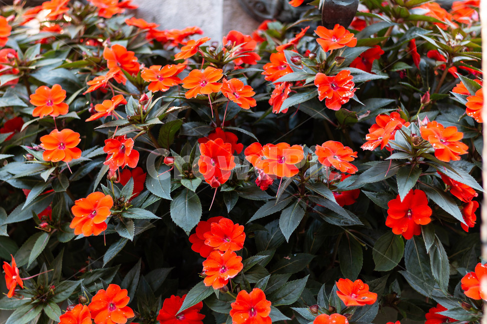 꽃,식물,주황색꽃,flower,자연,식물,자연,plants,nature,꽃,flower