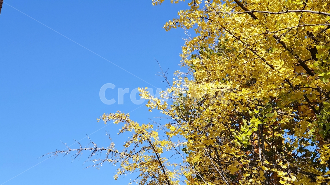 가을,하늘,단풍,은행나무,은행잎,fall,sky,yellow,나무,tree,분위기,가을,계절,fall,autumn,season,자연,풍경,nature,landscape,plant,식물