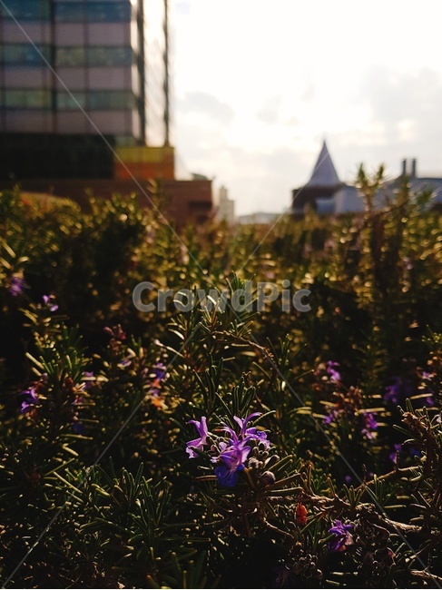 도시,어반,식물,plant,보라색꽃,꽃,flower,식물,자연,plants,nature,꽃,flower