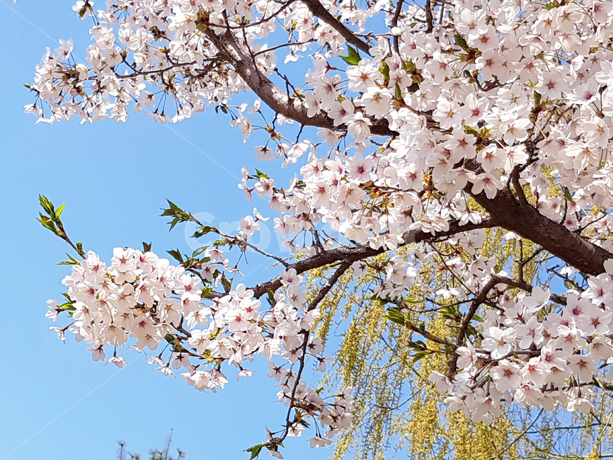 벚꽃,봄,꽃,식물,자연,cherryblossoms,예쁜꽃,꽃배경,봄,계절,spring,season,plant,blossom,cherry blossom,flower