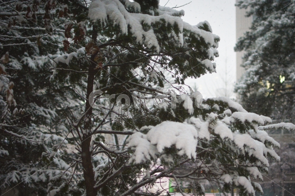 눈,나무,겨울풍경,소나무,겨울,흰,초록,흰풍경,자연,snow,tree,winter,winterscene,white,소복히쌓인눈,쌓인눈,겨울,계절,winter,season
