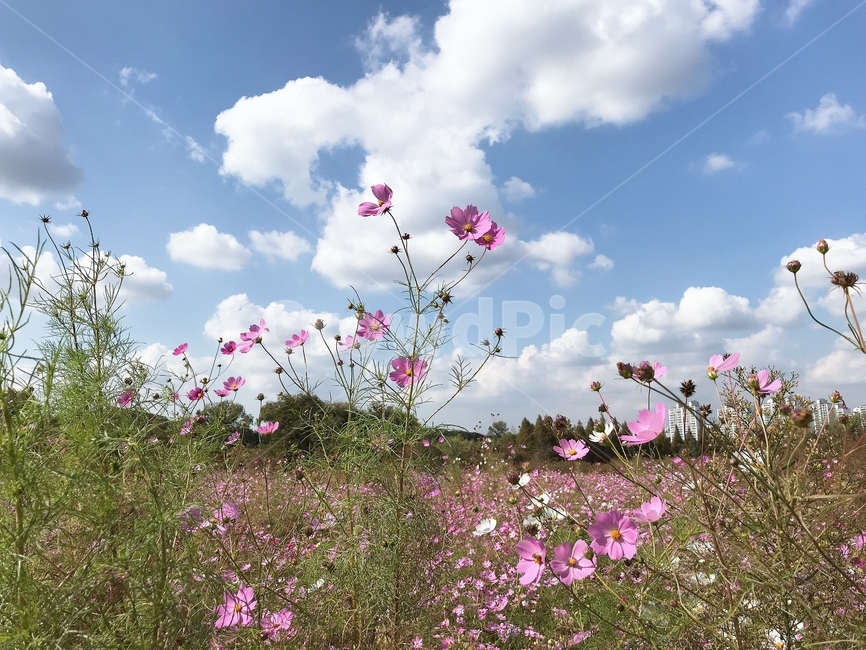 가을,코스모스,하늘,구름,산책,날씨,가을,계절,fall,autumn,season,식물,자연,plants,nature,꽃,flower,outdoors,옥외