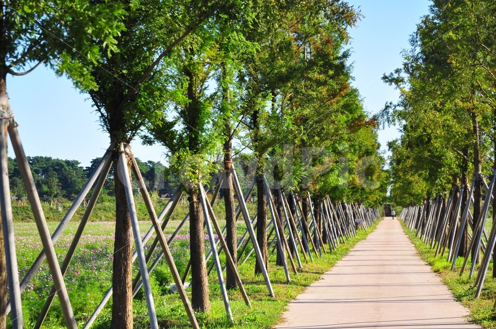강릉,길,나무,가로수,가을,여행,자연,풍경,하늘,path,road,trees,street,autumn,trip,nature,landscape,자연,풍경,nature,landscape,한국자연풍경,한국자연경관,korea nature landscape,식물,plants,나무,trees,wood,garden,정원,outdoors,옥외,arbour,정자