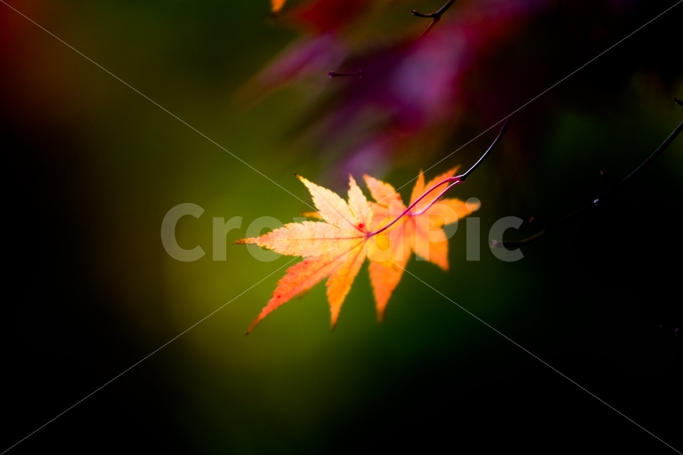 식물,가을,단풍잎,빛,감성,식물,자연,plants,nature,감성,sensible,feeling,가을,계절,fall,autumn,season,leaf,잎,plant,tree,나무