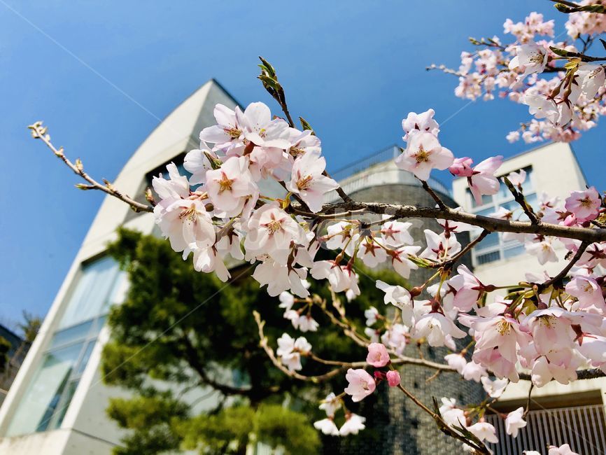 벚꽃,하늘,꽃,blossom,cherryblossom,식물,plant,나무