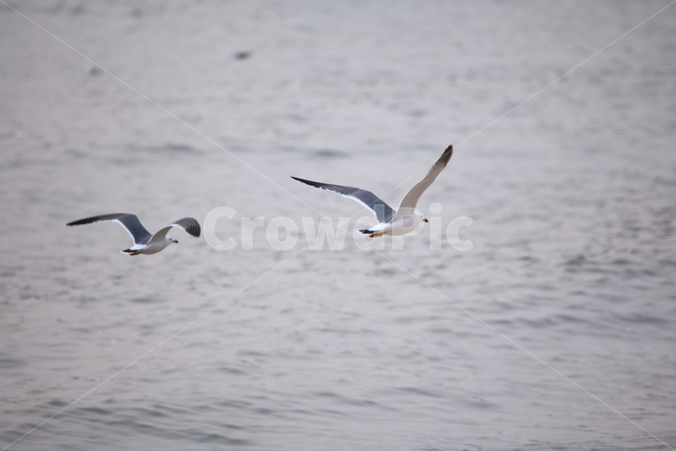 을왕리,해변,갈매기,갈매기친구들,새,동물,animal,조류,새,birds