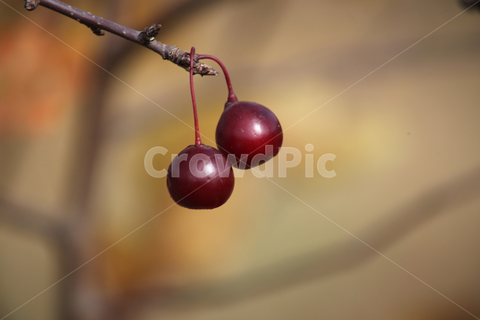 꽃사과,사과,과일,열매,hallcrabapple,식물,자연,plants,nature,과일,열매,fruit