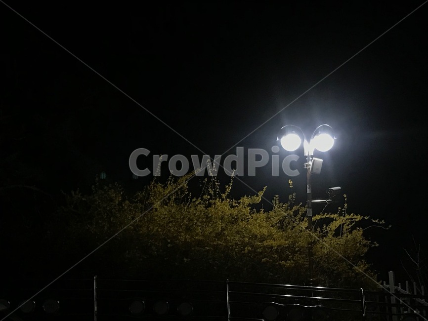 가로등,야경,조명,가로등불빛,불빛,자연,식물,야경,밤,풍경,nightscape,night,landscape,lamp post,램프 포스트