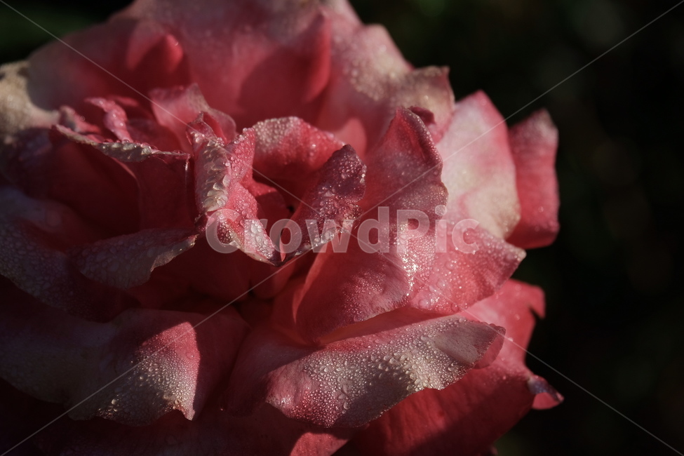 들꽃,꽃,야생화,flower,wildflower,꽃밭