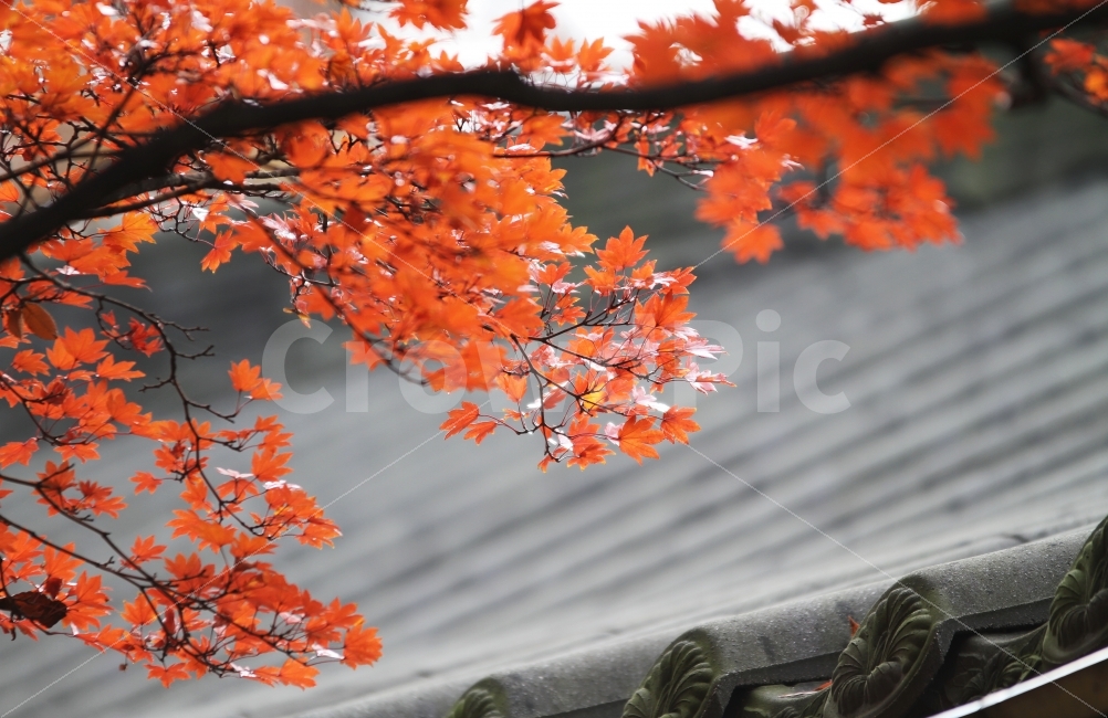 단풍나무,단풍,가을사진,가을,감성사진,가을,계절,fall,autumn,season,한국전통,한국문화,korean traditional,korean culture,식물,자연,plants,nature,나무,trees,wood,감성,sensible,feeling,leaf,잎,plant,tree,maple