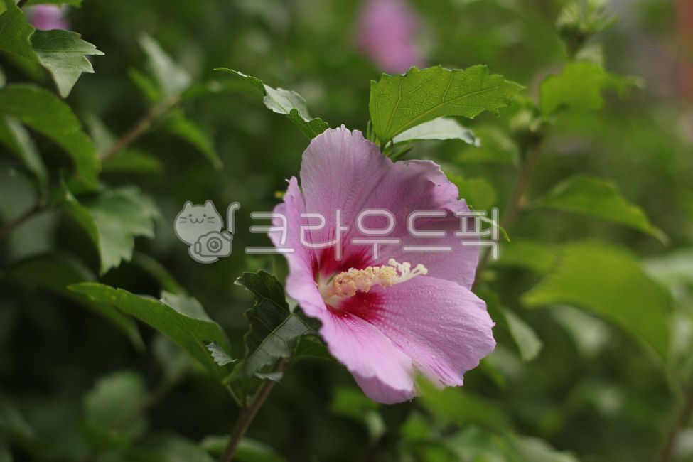 무궁화,무궁화잎,잎,꽃,flower,blossom,leaf