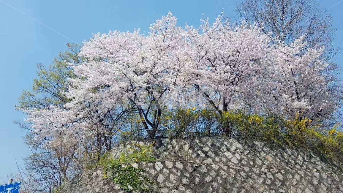 벚꽃,나무,자연,봄,spring,flower,봄,계절,spring,season,자연,풍경,nature,landscape,plant,식물