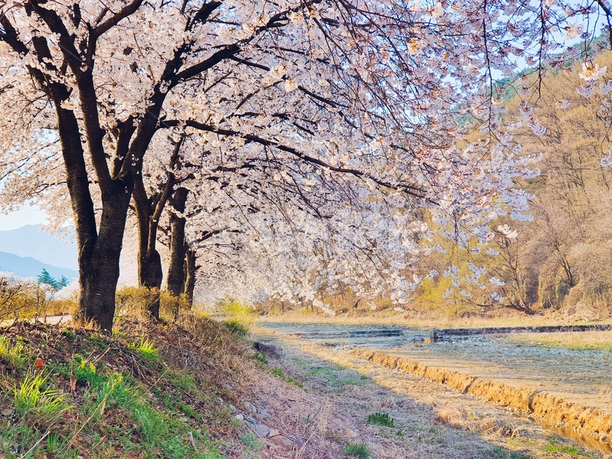 자연풍경,벚꽃,나무,산,꽃,풍경,감성,감성사진,사진,봄,아름다움,봄,계절,spring,season,자연,풍경,nature,landscape,plant,식물,tree
