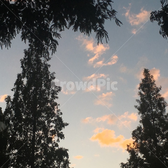 노을,sunset,가로수,하늘,streettrees,sky