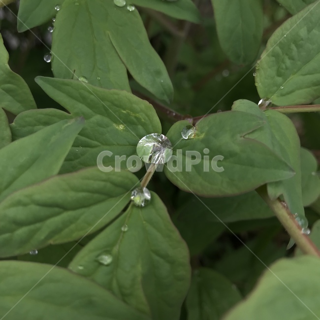 빗방울,나뭇잎,자연,나뭇잎위빗방울,초록색,식물,자연,plants,nature