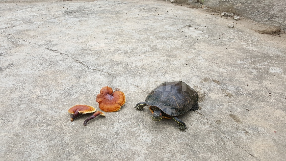 거북이,영지버섯,버섯,자라,식물