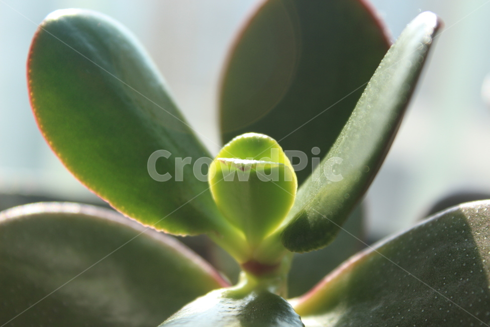 식물,plant,잎,leaf,green