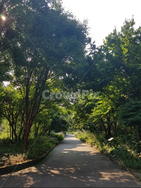 녹색,식물,나무,tree,plant,자연,풍경,nature,landscape,road,도로,outdoors,옥외
