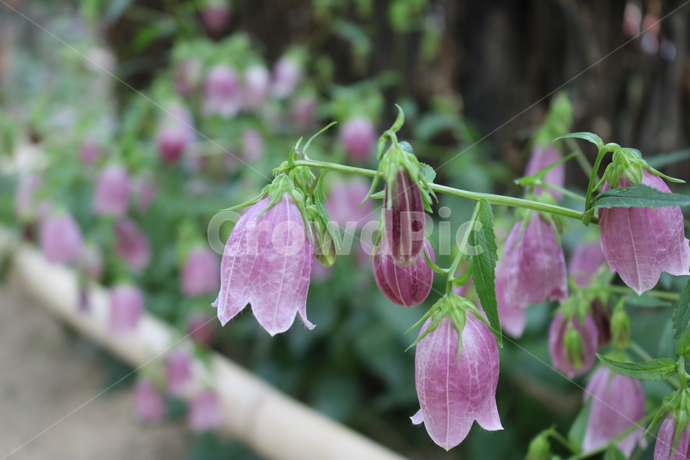 꽃,flower,초롱꽃,보라색,purple,pink
