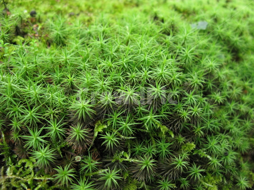 plant,식물,moss,이끼,솔이끼,식물,자연,plants,nature