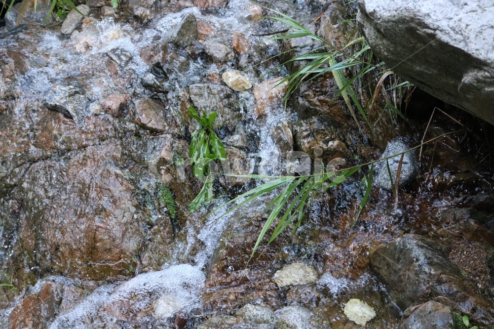 여름,휴가,계곡,물,나무,식물,초록,돌,바위,summer,natsu,vacation,kyuuka,valley,keikoku,water,mizu,tree,ki,plants,shokubutsu,green,midori,stone,ishi,rock,iwa,식물,자연,plants,nature