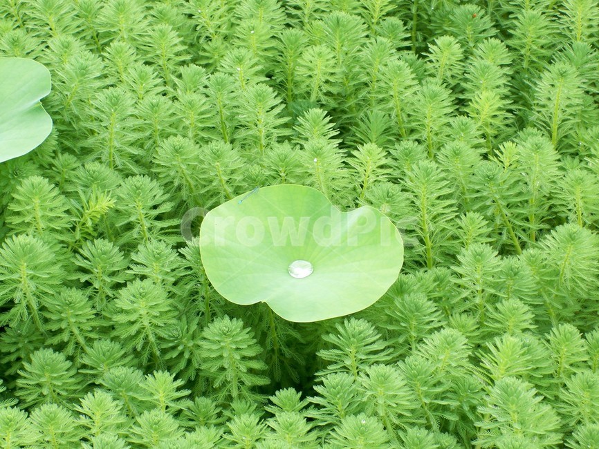 연꽃,연꽃물방울,물방울,잎사귀,접사,여름,계절,식물,자연,plants,nature