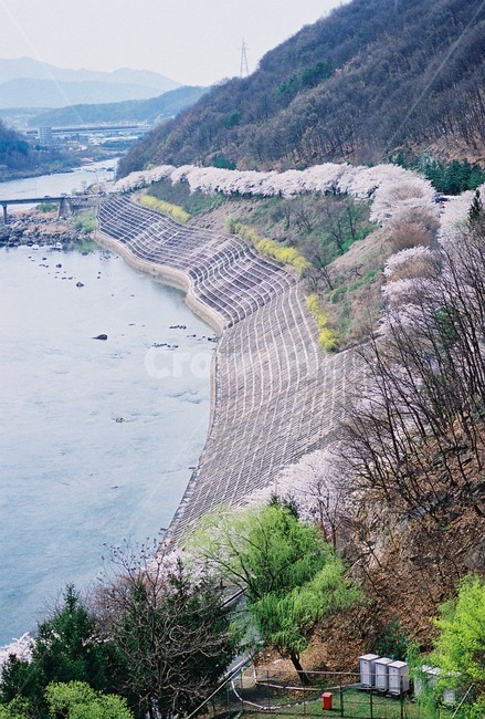 벗꽃,벗꽃길,봄,꽃길,식물,풍경,landscape,cherryblossom,spring,season,봄,계절,spring,season,자연,풍경,nature,landscape,한국자연풍경,한국자연경관,korea nature landscape,outdoors,옥외,water,물,scenery,river,강,경치