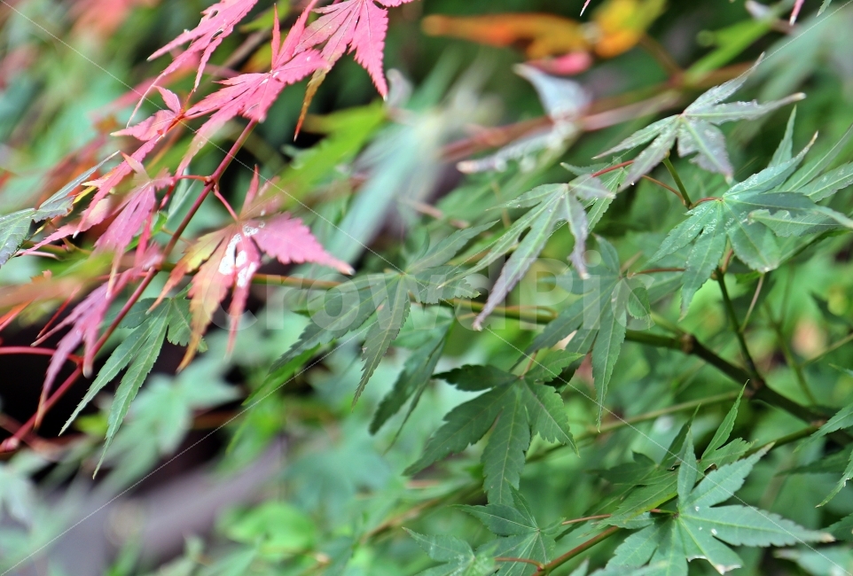 단풍,단풍잎,물들다,가을,계절,나무,잎,자연,가을,계절,fall,autumn,season,식물,자연,plants,nature,plant,leaf,tree,maple
