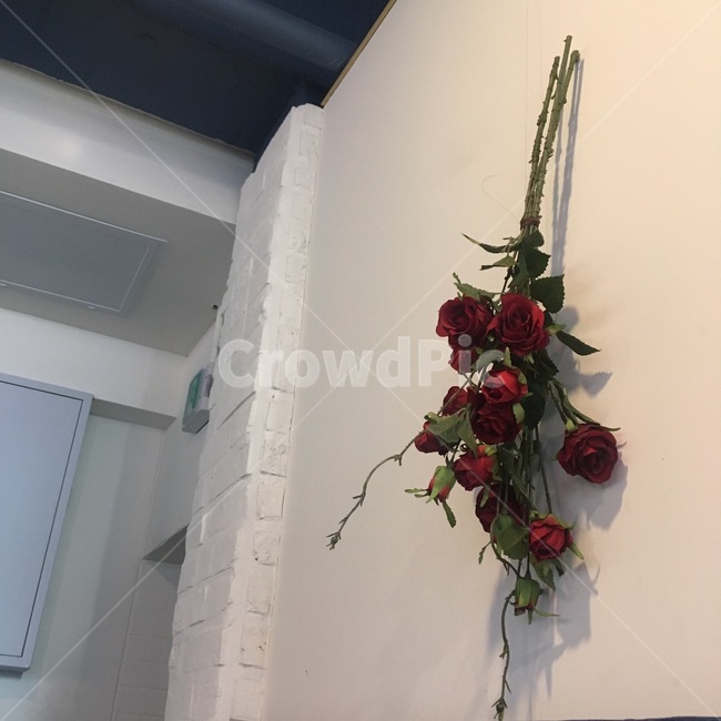장미꽃,장미,장식,rose,벽장식,꽃,flower