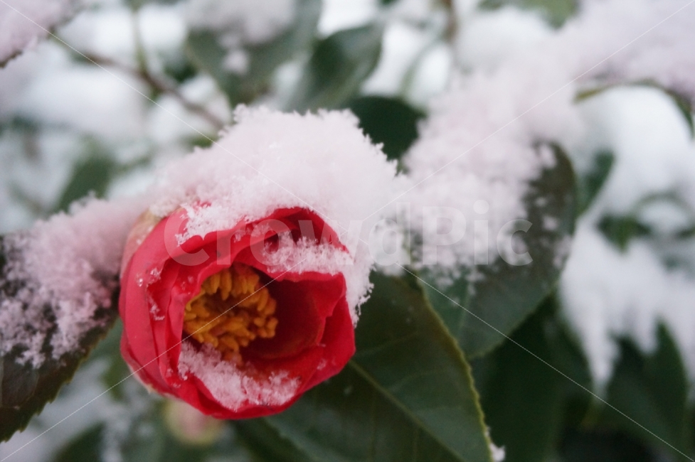 풍경,겨울,눈,동백꽃,날씨,식물,자연,plants,nature,겨울,계절,winter,season,꽃,flower