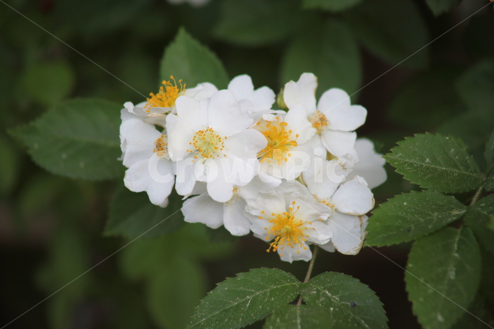 찔레,찔레꽃,봄,multiflorarose,brierrose