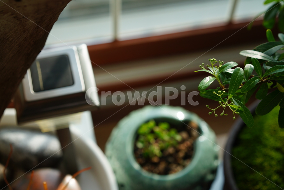 식물,화초,생물,생명,녹색,취미,그린,green,풀,잎,색감,창가,감성,식물,자연,plants,nature,실내용화초,화분,화초,house plant