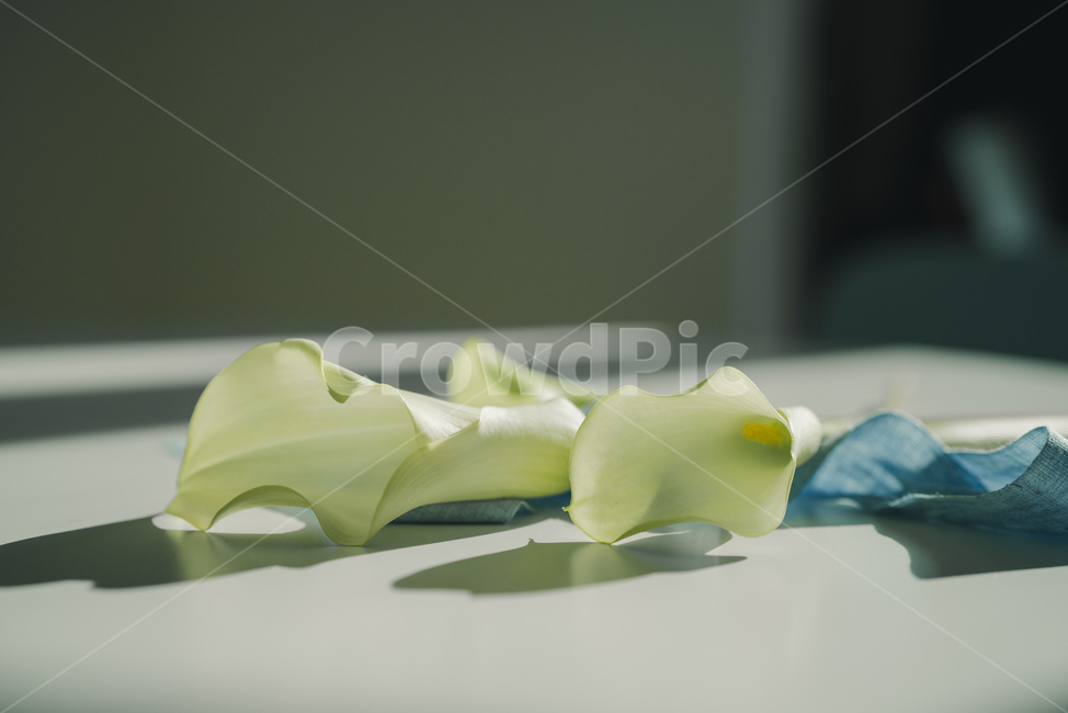 빛,꽃,하얀,식물,백합,깔끔,순백,결,접사,감성,예쁜,아름다운,백색,린넨,테이블,수술,그림자,곡선,꽃,flower,감성,sensible,feeling