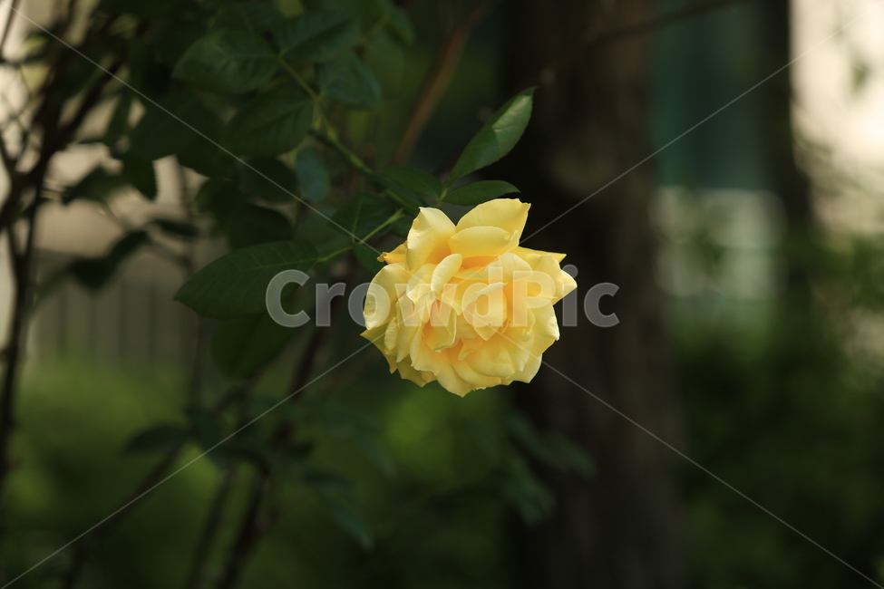 화사함,5월,may,rose,장미,season,계절,봄,여름,여왕,식물,자연,plants,nature,꽃,flower
