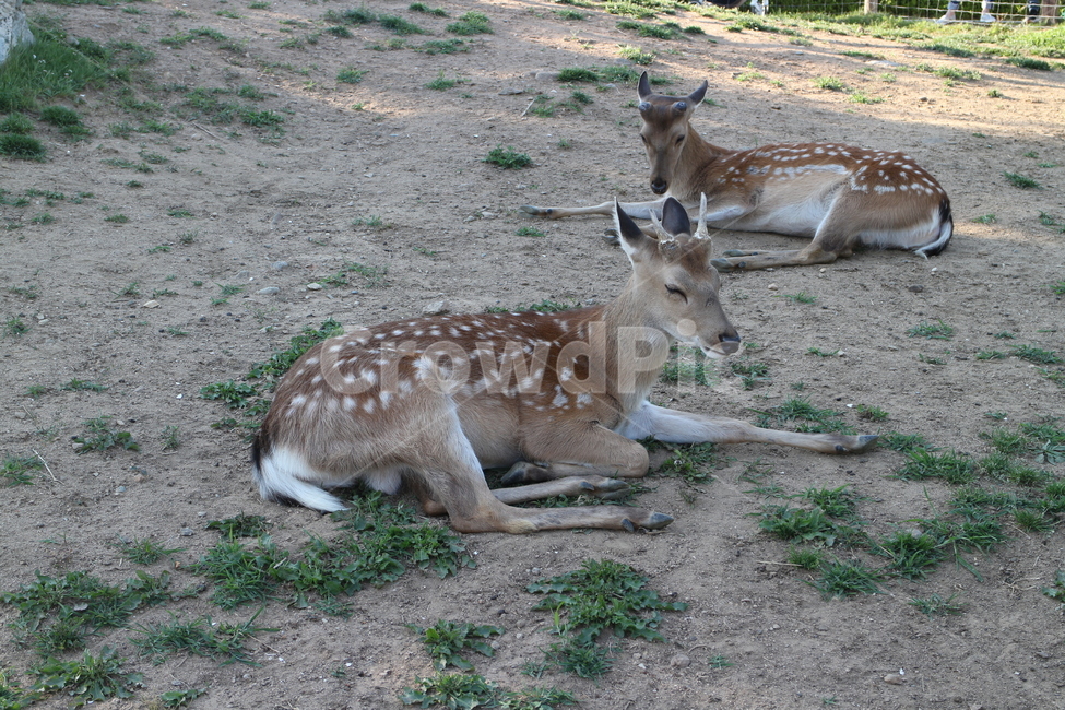 동물,사슴,deer,자연,공원,park,nature,animal