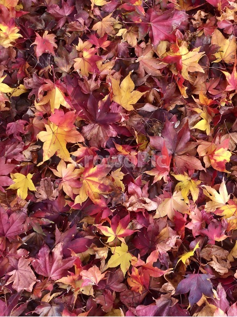 단풍,leaf,잎,plant,식물,tree,나무,maple
