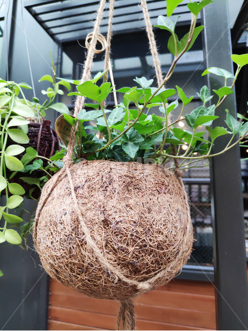 식물,화분,코코넛,coconut,plant,pottedplant
