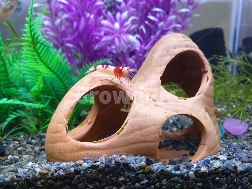 체리새우,애완새우,물생활,새우한마리,붉은새우