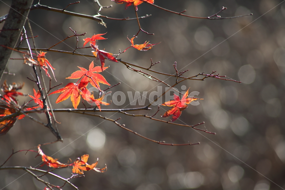 단풍,단풍나무,엽록소,가을,redleaves,가을,계절,fall,autumn,season,leaf,잎,plant,식물,tree,나무,maple