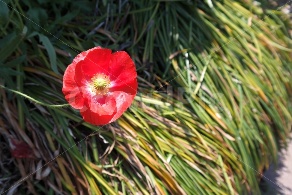봄꽃,빨강,봄,꽃,한송이,꽃잎,식물,자연,plants,nature,꽃,flower