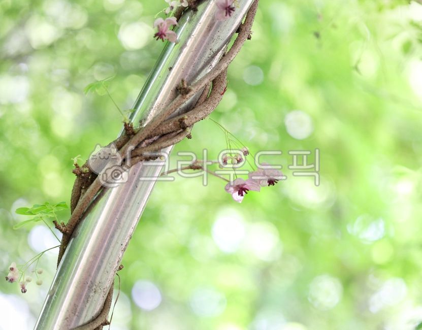 spring,spring flowers,petal,color,Eureum tree flower,Emotion,creeper,flower
