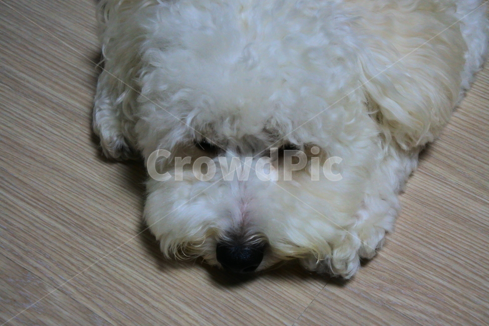 동물,개,푸들,animal,dog,pet,poodle,반려견,동물,animal,포유류,mammal,개,강아지,dog,doggy