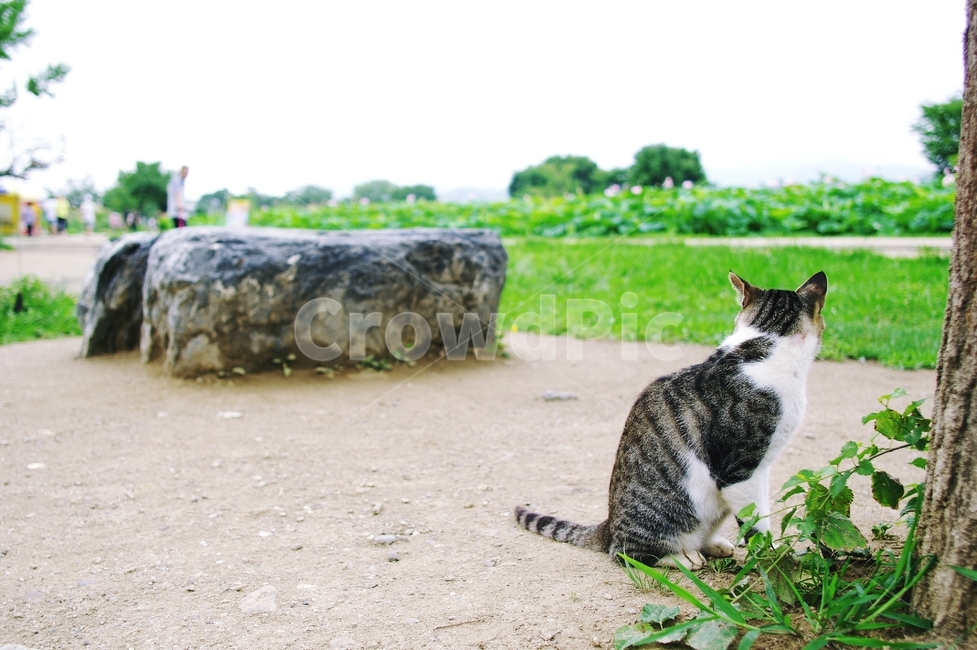 고양이,길고양이,동물,cat,감성,동물,animal,포유류,mammal,고양이,cat,kitten,kitty
