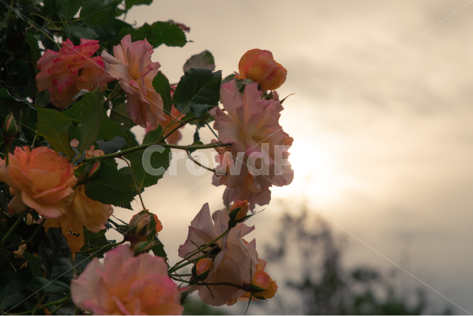장미,장미꽃,꽃,노을,rose,flower,주황색장미,주황색,orange,식물,자연,plants,nature,꽃,flower