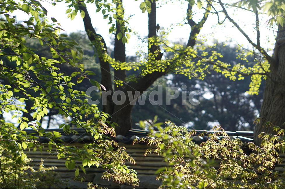나무,잎사귀,초록,봄,햇살,빛비침,따스함,식물,자연,plants,nature,휴식,힐링,rest,relaxation,healing