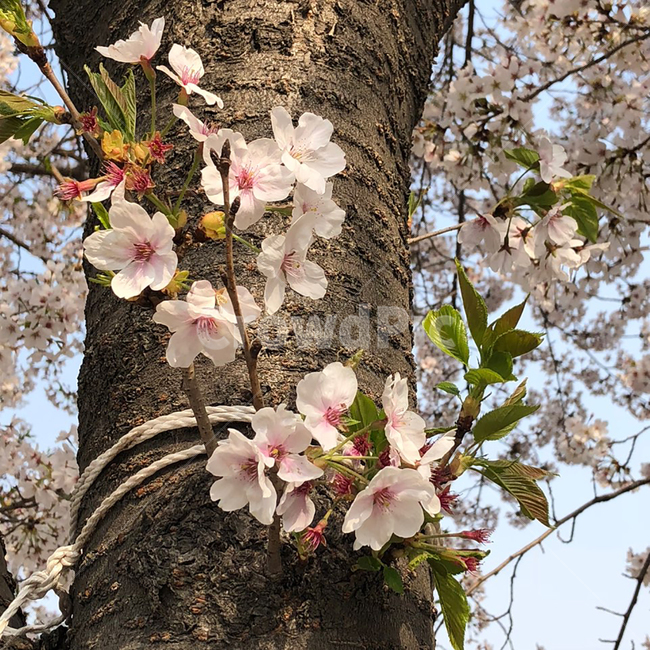 봄,plant,식물,cherryblossom,꽃,blossom,벚꽃,flower